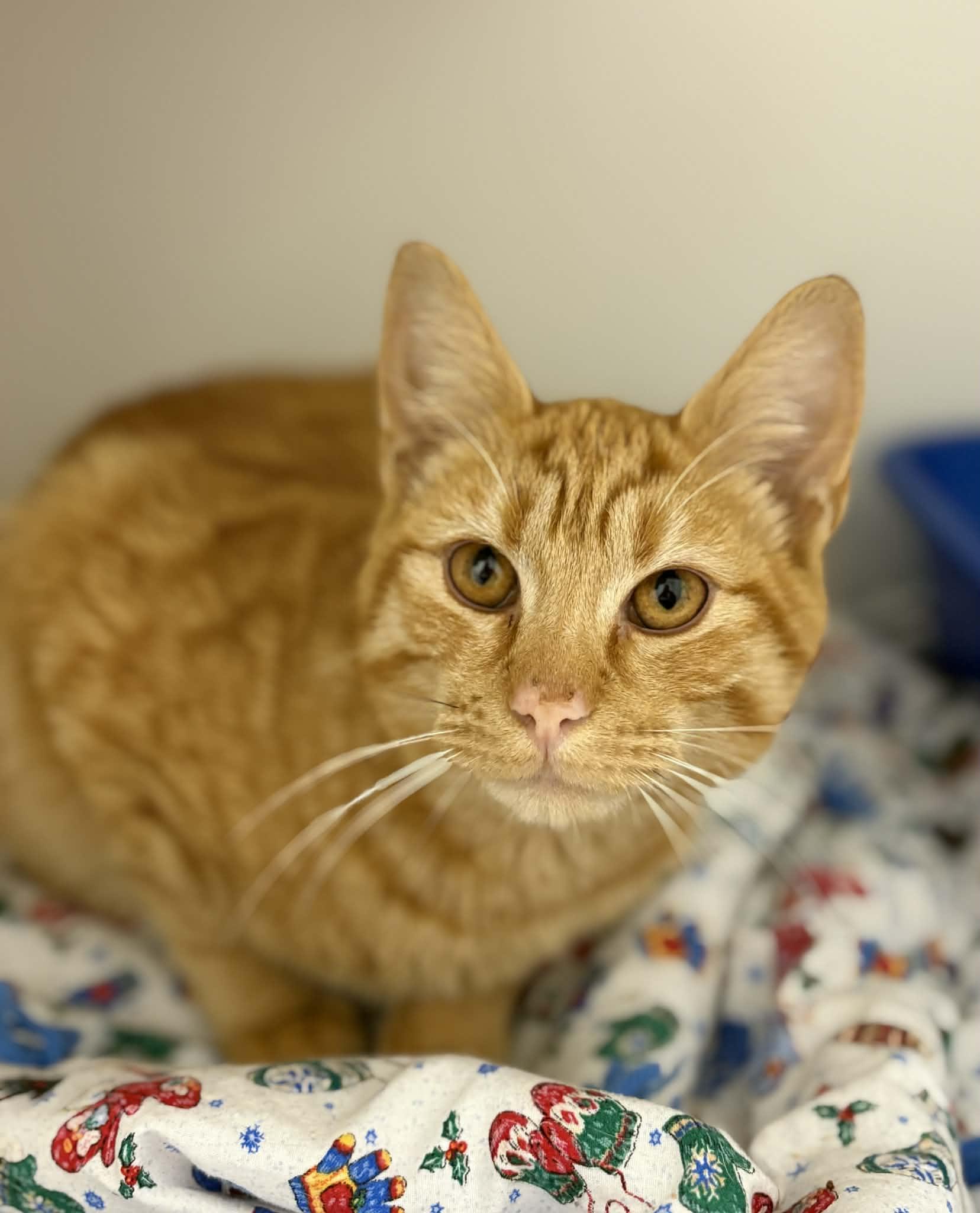 Kubo, ADOPTABLE, Young Male Domestic Short Hair.