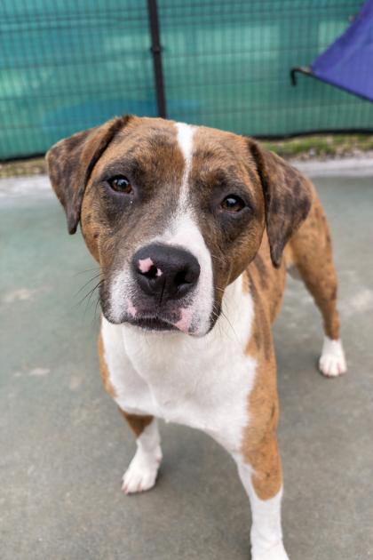 Chocolate Chip 1025-25, Adoptable, Adult Male Catahoula Leopard Dog & Boxer.