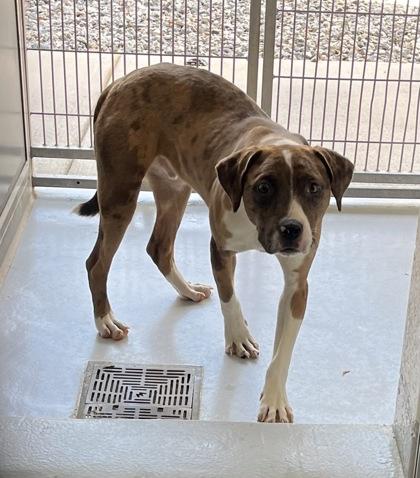 Enlarge Chocolate Chip 1025-25, a Adoptable mixed breed in Cumming, GA image 2/2