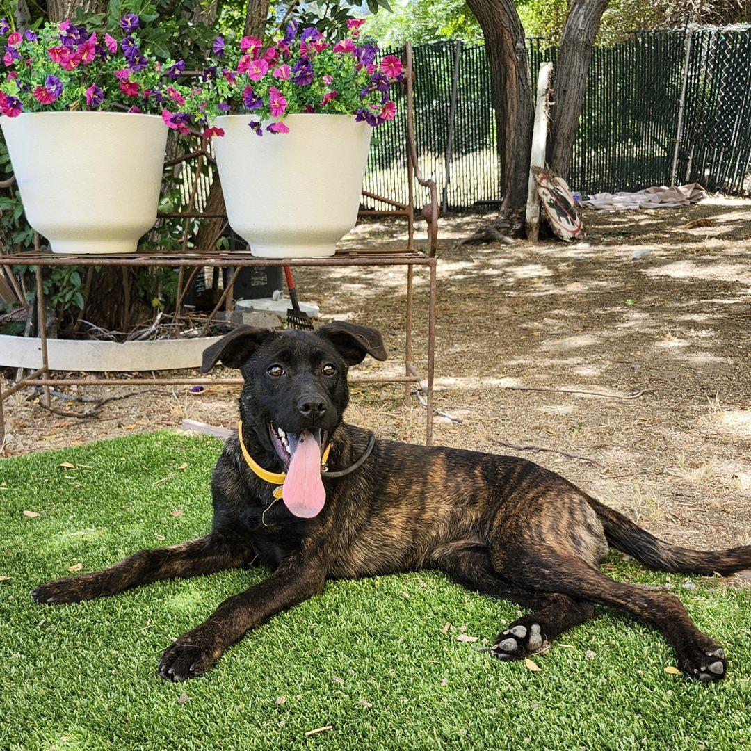 Enlarge Ellen Ripley, a Adopted mixed breed in Burbank, CA image 3/4