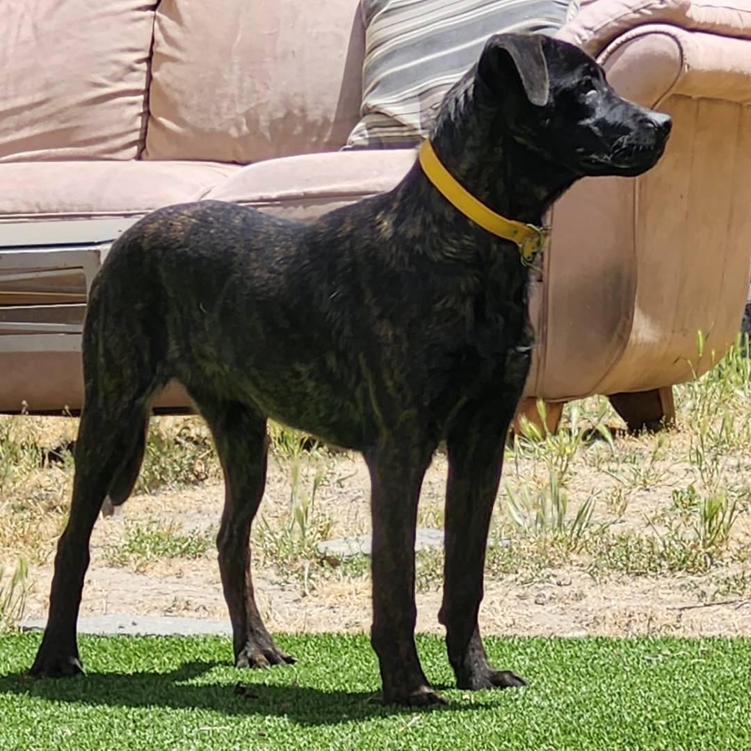 Enlarge Ellen Ripley, a Adopted mixed breed in Burbank, CA image 2/4