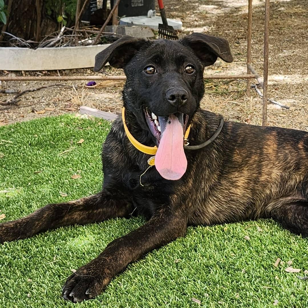 Enlarge Ellen Ripley, a Adopted mixed breed in Burbank, CA image 1/4