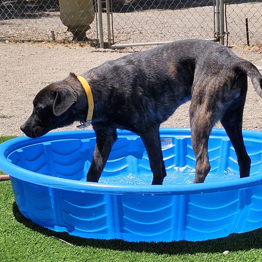 Enlarge Ellen Ripley, a Adopted mixed breed in Burbank, CA image 4/4