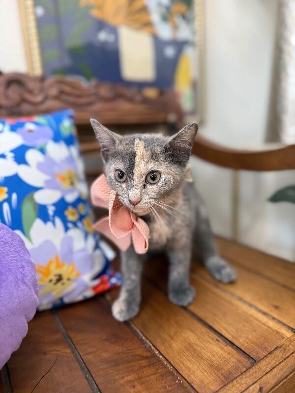 Mantis Guardians — thumbnail 2