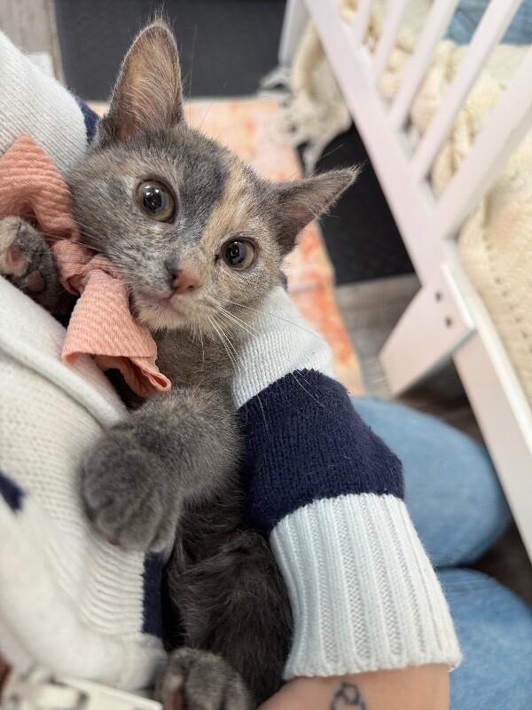 Mantis Guardians — thumbnail 3