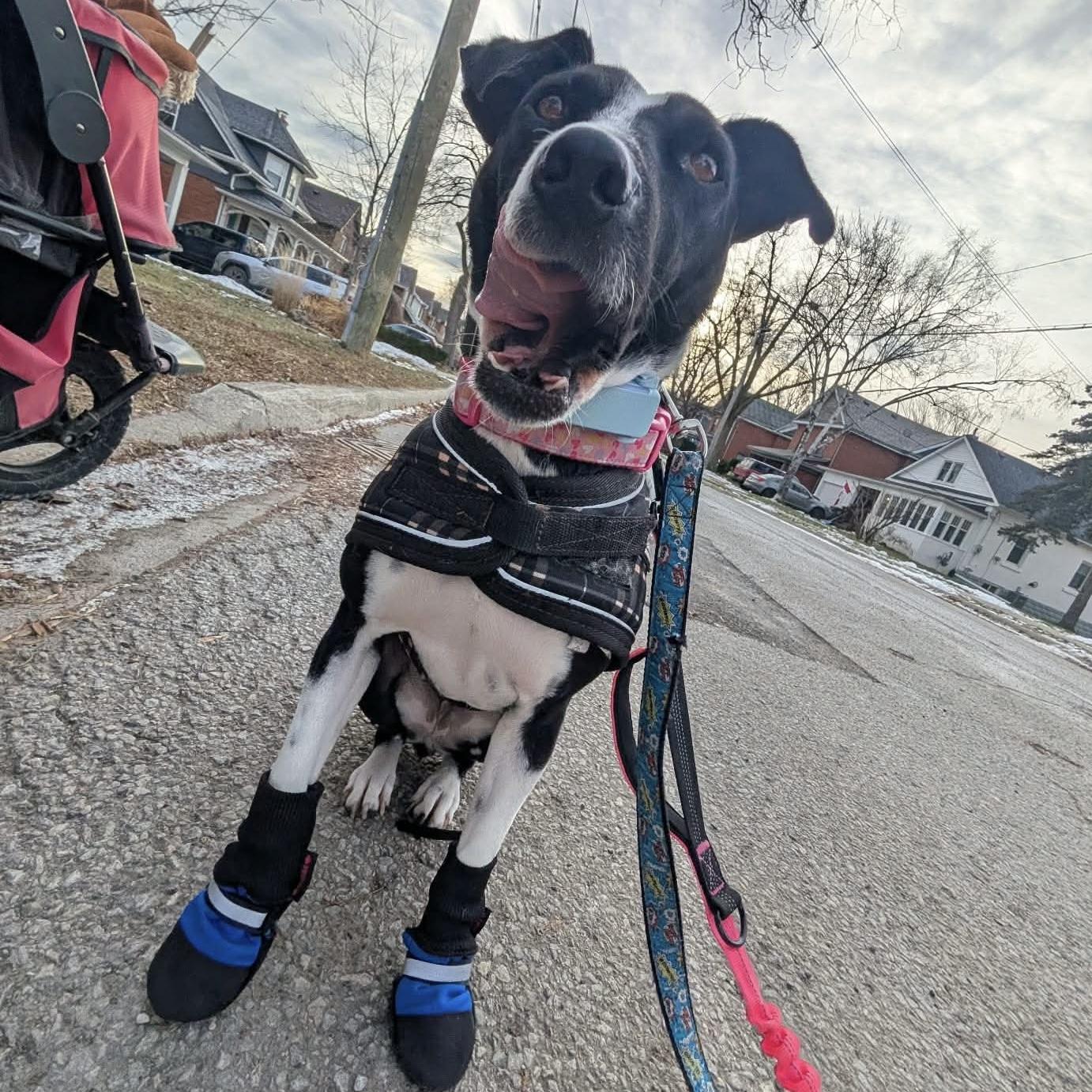 Enlarge Dixi, a ADOPTABLE mixed breed in Guelph, ON image 2/6