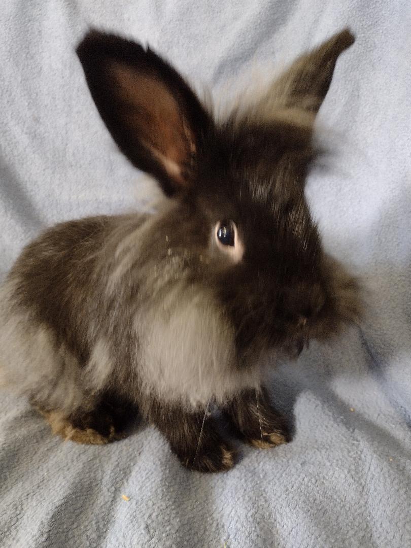Efron, Adoptable, Young Male Lionhead.