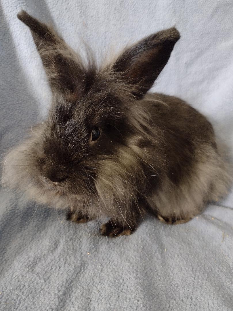 Enlarge Efron, a Adoptable Lionhead in Plymouth, MI image 2/5