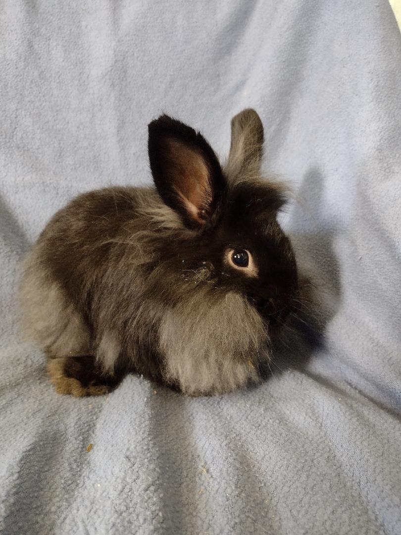 Enlarge Efron, a Adoptable Lionhead in Plymouth, MI image 3/5