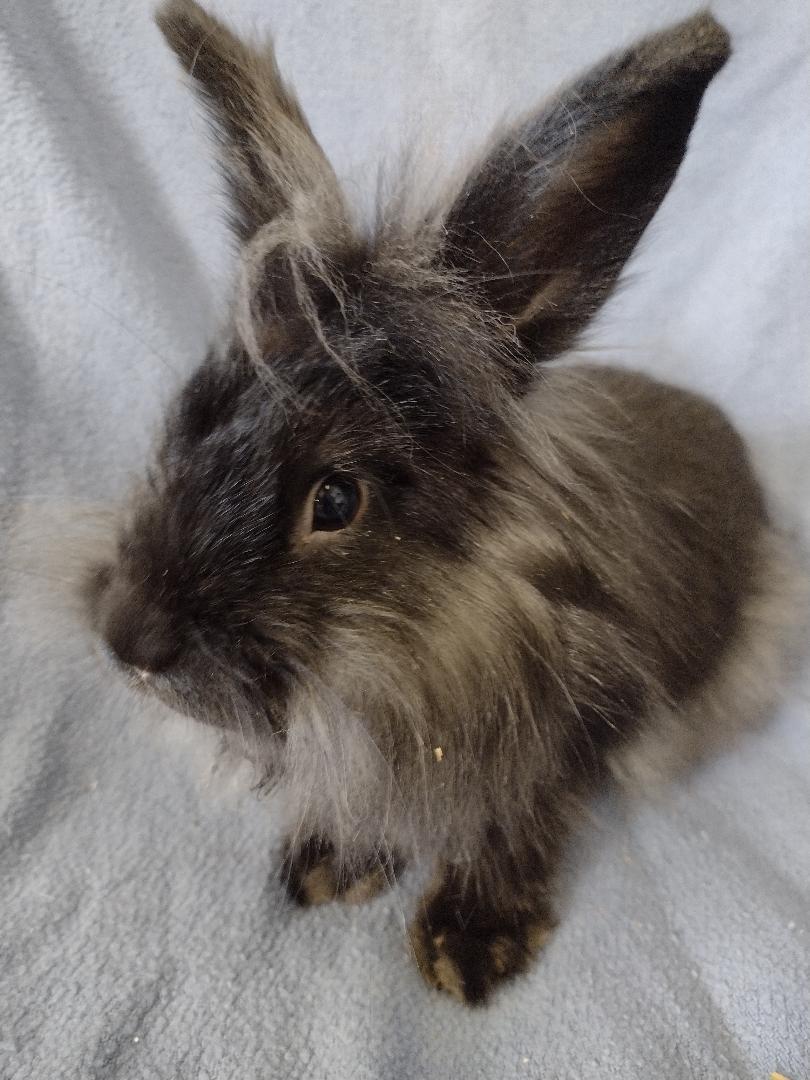 Enlarge Efron, a Adoptable Lionhead in Plymouth, MI image 4/5