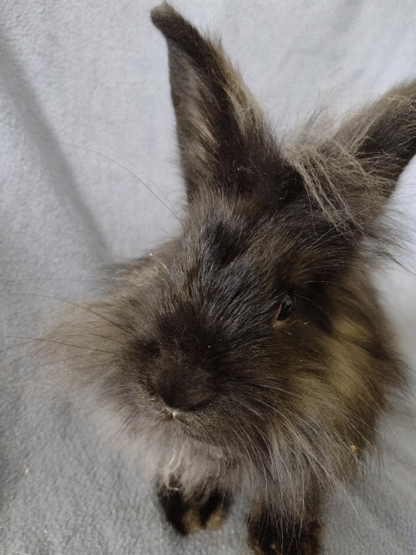 Enlarge Efron, a Adoptable Lionhead in Plymouth, MI image 5/5