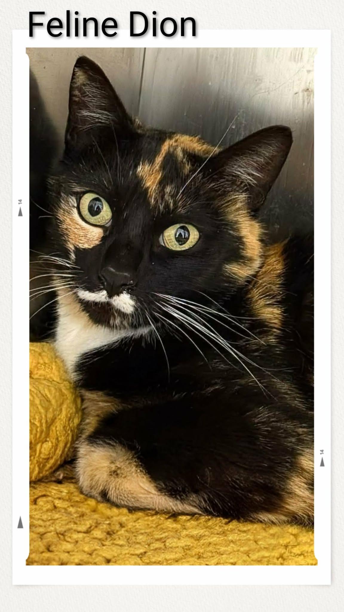 Enlarge Feline Dion, a Adoptable Domestic Short Hair in Caistor Centre, ON image 1/1