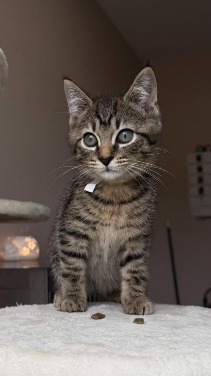 26-445 Tywin, Adoptable, Adult Male Domestic Medium Hair & Domestic Short Hair.