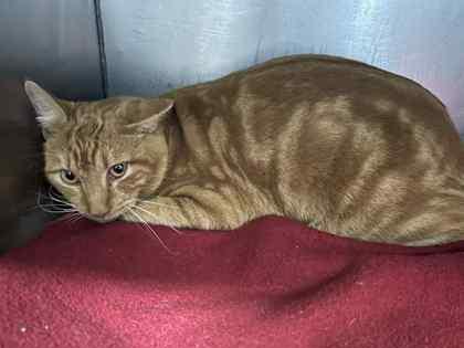 Enlarge Sampson, a Adoptable Domestic Short Hair in Bartlesville, OK image 1/1