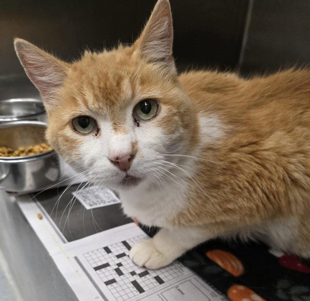 FC 100 Key Lime, Adoptable, Adult Male Domestic Short Hair.
