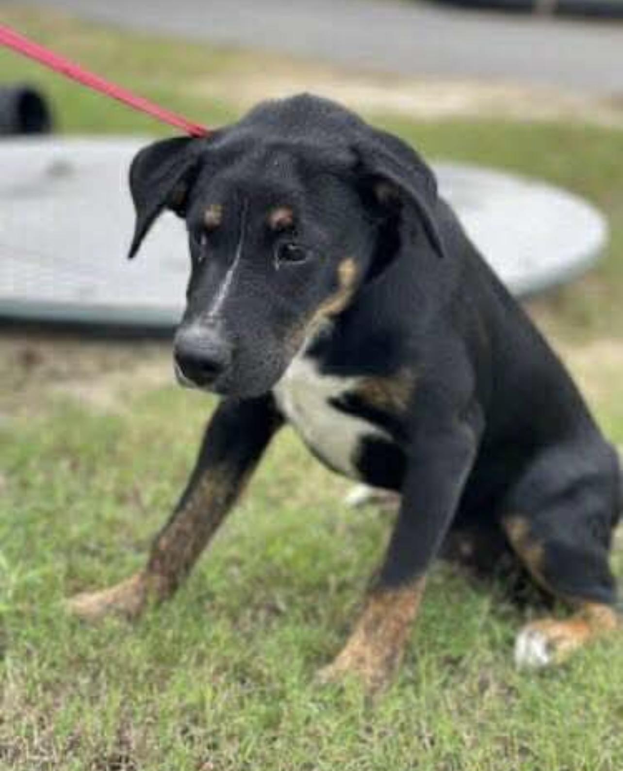 Ranger – the Handsome Black-and-Tan Mix with the Best Puppy Dog Eyes