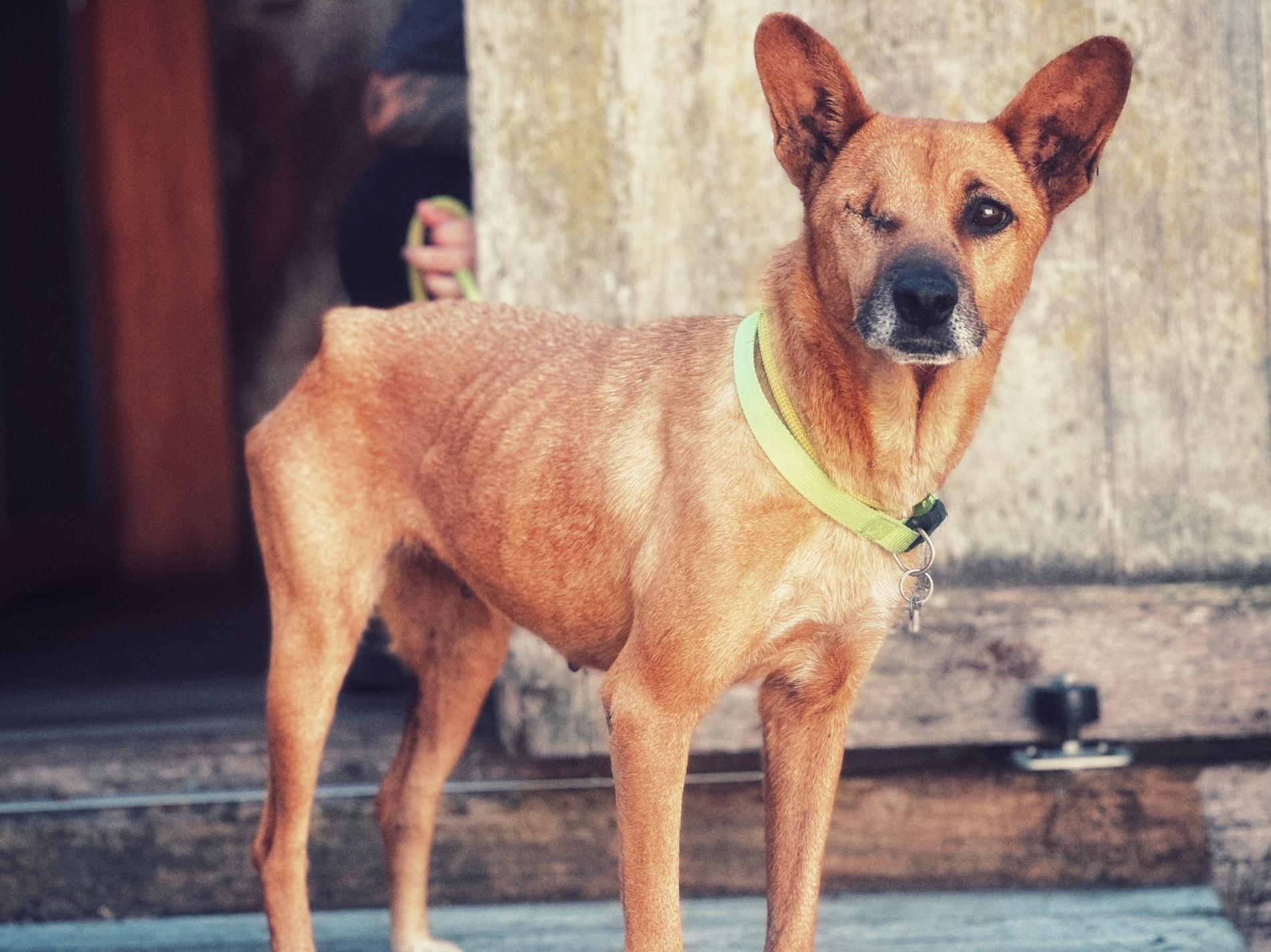 Adopt Vida