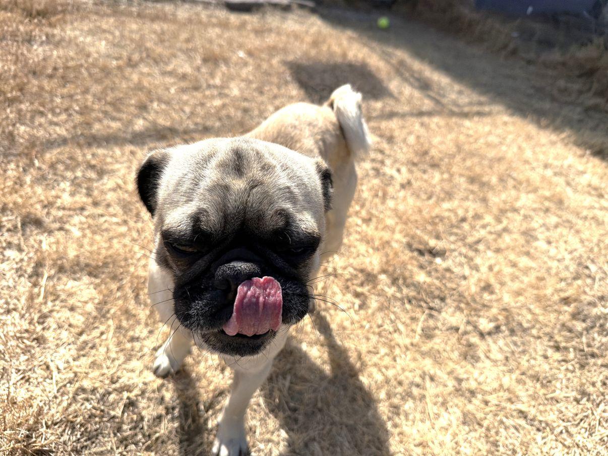 Enlarge Bruno, an adopted Pug in El Paso, TX image 2/6