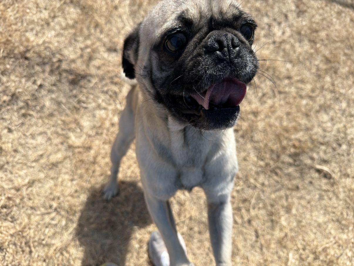 Enlarge Bruno, an adopted Pug in El Paso, TX image 3/6