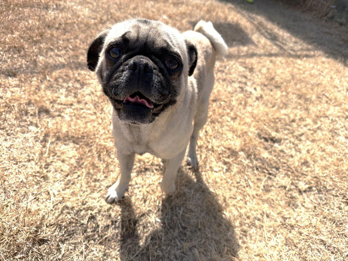 Enlarge Bruno, an adopted Pug in El Paso, TX image 1/6