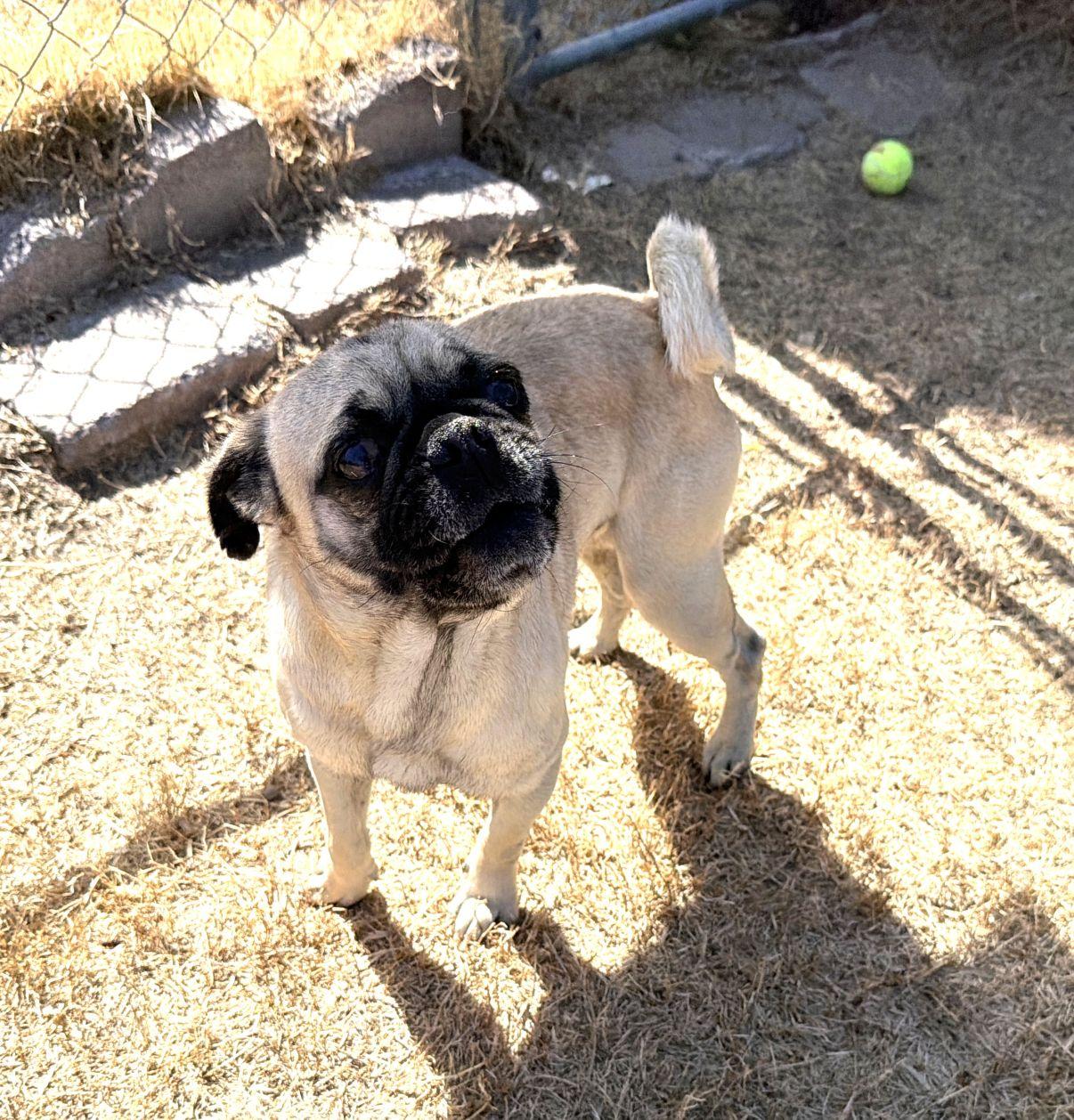 Enlarge Bruno, an adopted Pug in El Paso, TX image 5/6