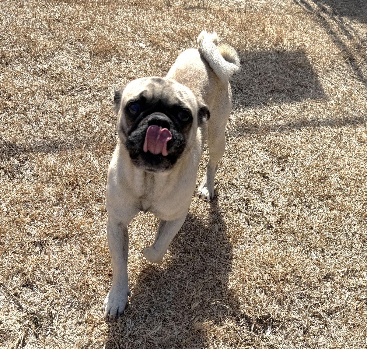 Enlarge Bruno, an adopted Pug in El Paso, TX image 4/6