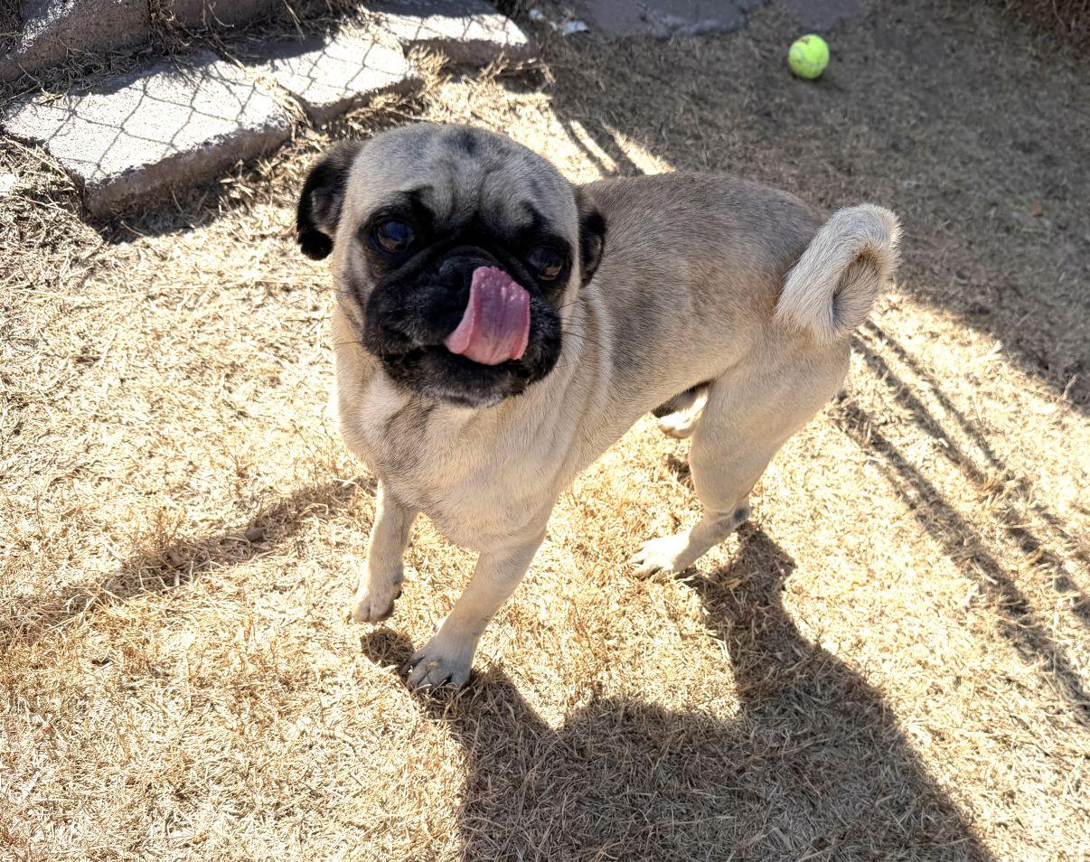 Enlarge Bruno, an adopted Pug in El Paso, TX image 6/6