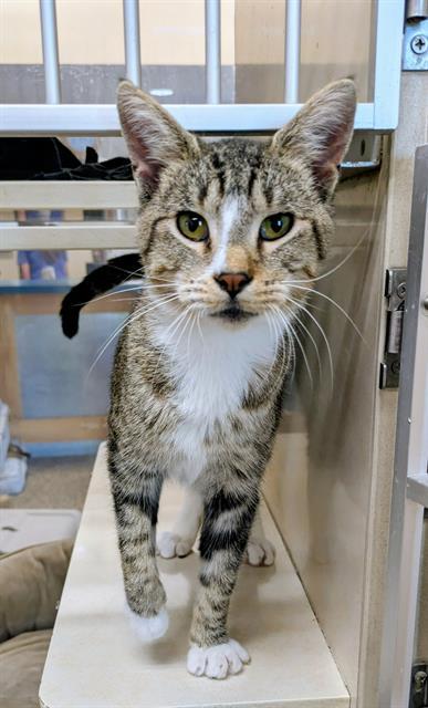 CLEO, Adoptable, Young Female Domestic Short Hair.