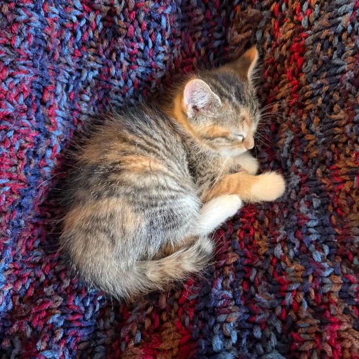 Sugar Baker, an adopted mixed breed in Lombard, IL image 6/6