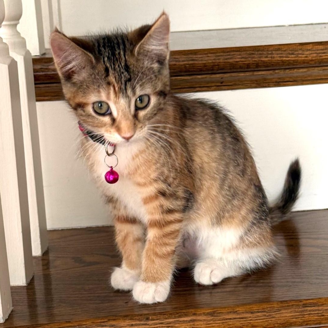 Sugar Baker, an adopted mixed breed in Lombard, IL image 1/6