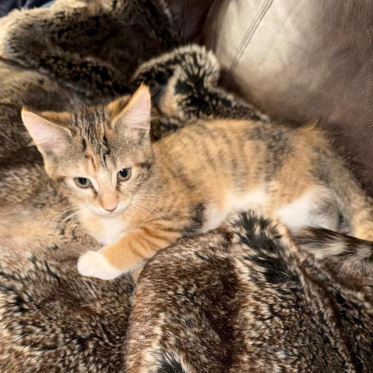 Sugar Baker, an adopted mixed breed in Lombard, IL image 2/6