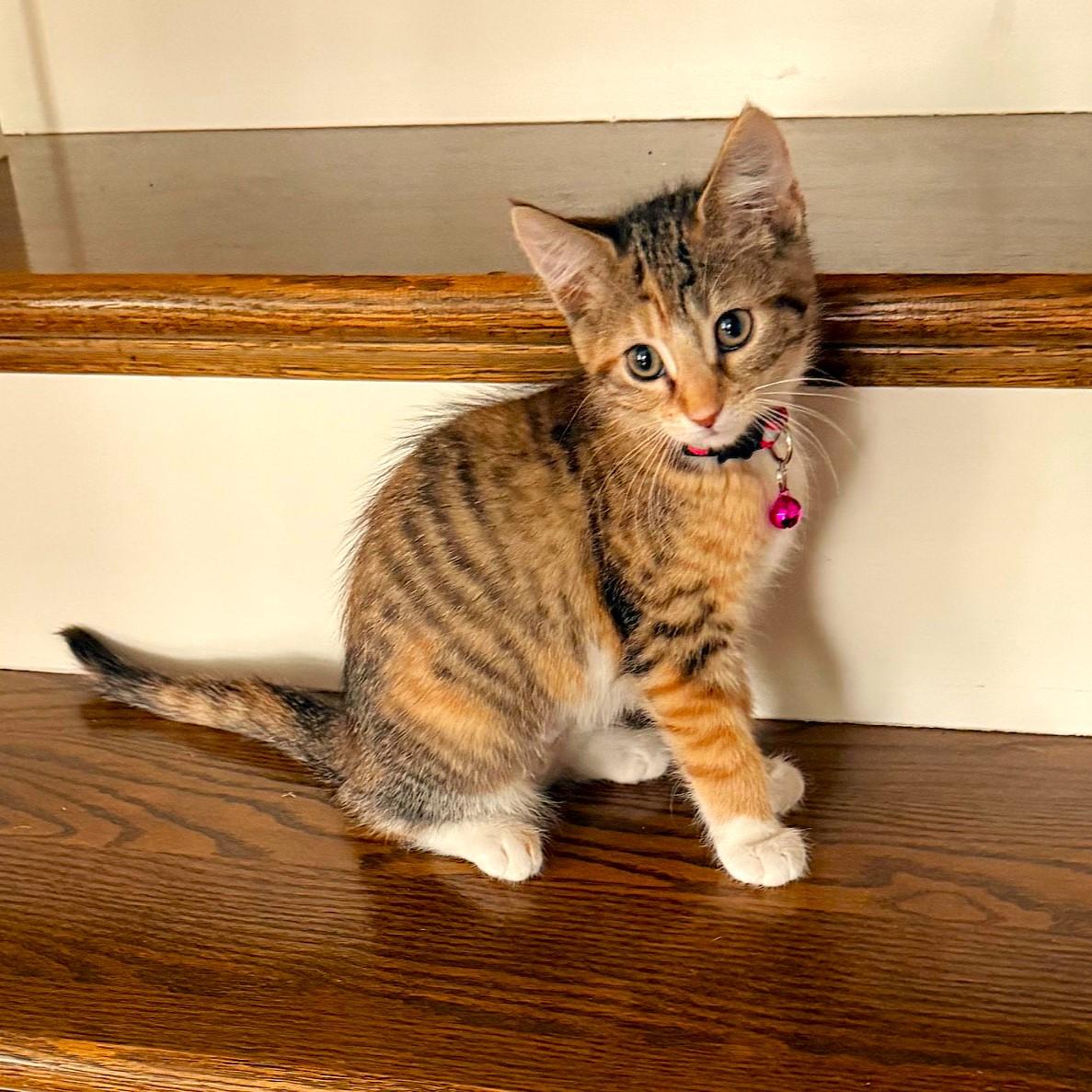 Sugar Baker, an adopted mixed breed in Lombard, IL image 4/6