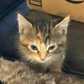 Sugar Baker, an adopted mixed breed in Lombard, IL image 3/6