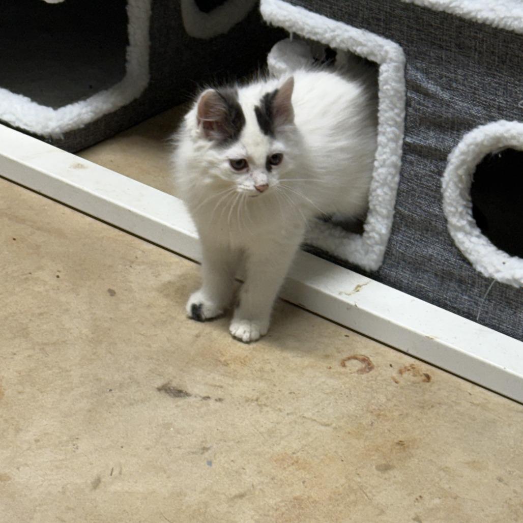 Cotton, Adoptable, Kitten Male Domestic Medium Hair.