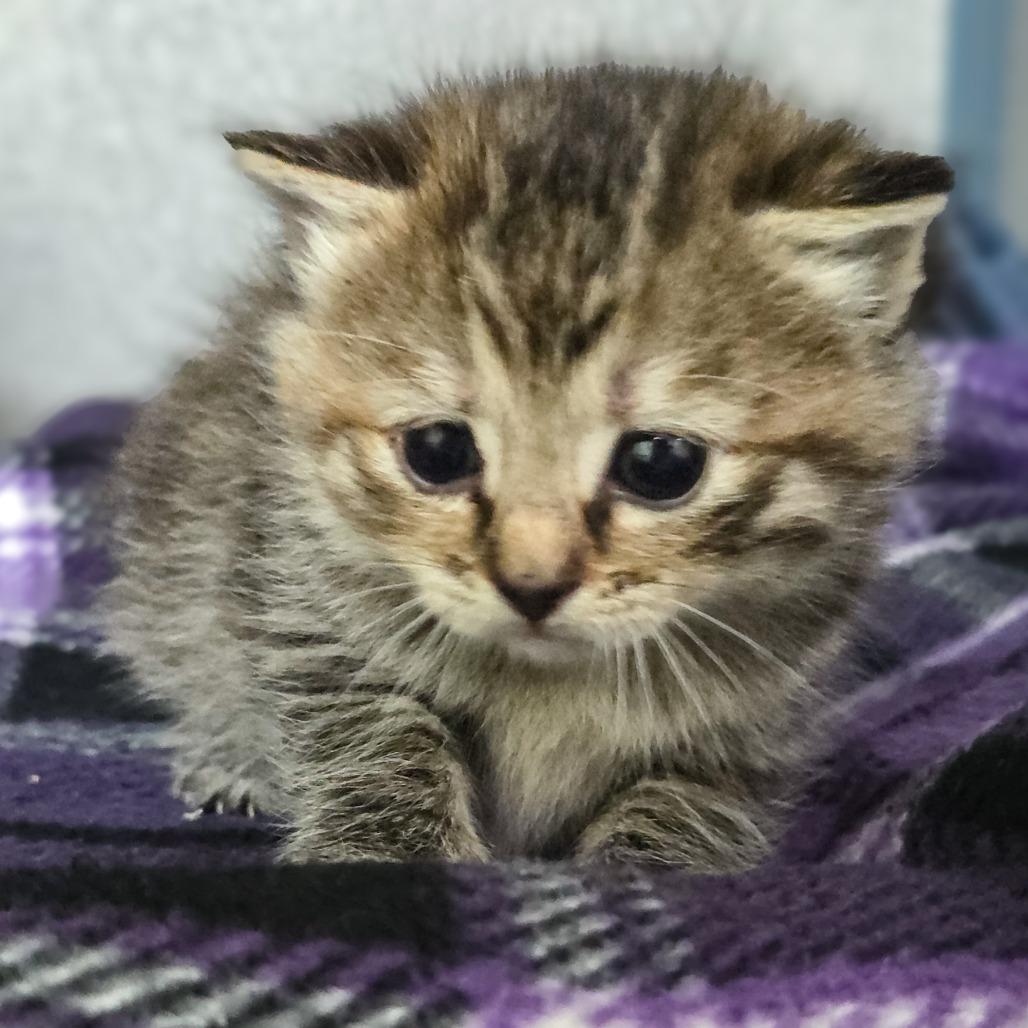 Sugar (Yellow Collar), Adoptable, Kitten Female Domestic Short Hair.