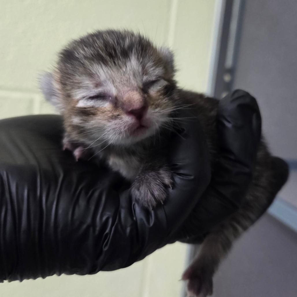 Enlarge Sugar (Yellow Collar), a Adoptable Domestic Short Hair in Newport, TN image 2/2