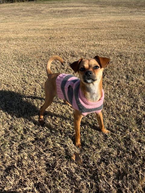 Sweet Dolly, Adoptable, Adult Female Dachshund & Chihuahua.