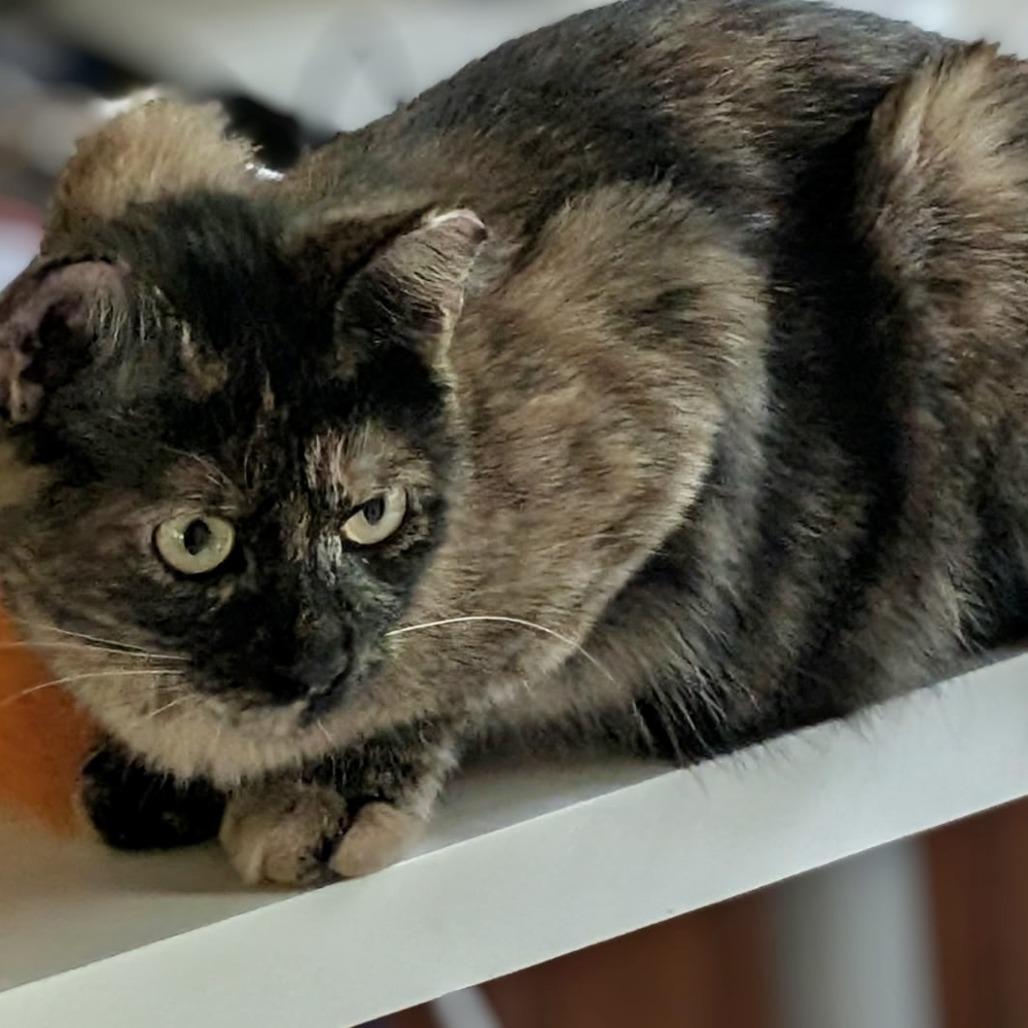 Dancer, Adoptable, Young Female Domestic Short Hair.