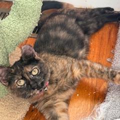 Dancer, a Adoptable Domestic Short Hair in Woodbridge, VA image 2/2