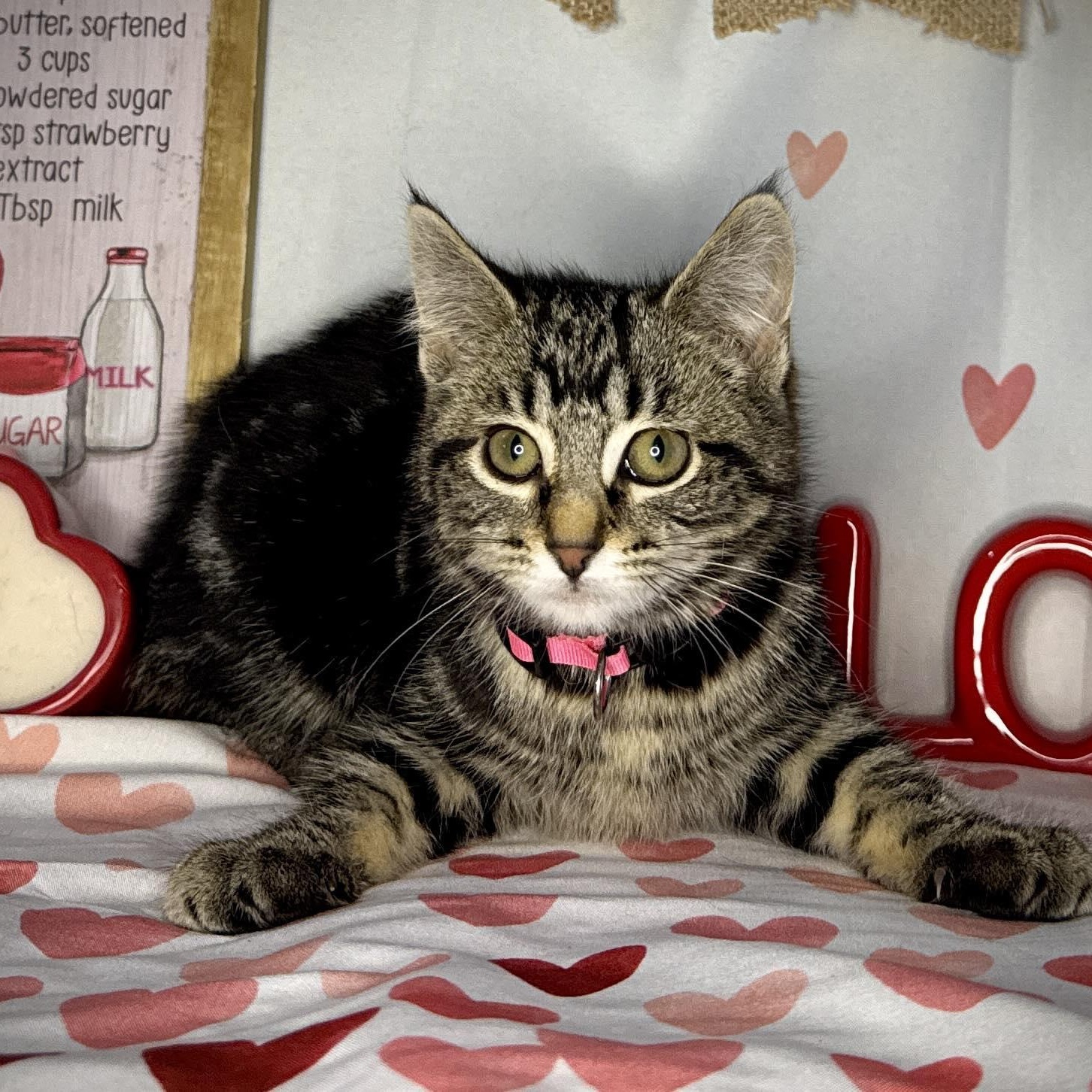 Cocoa, ADOPTABLE, Young Female Domestic Short Hair.