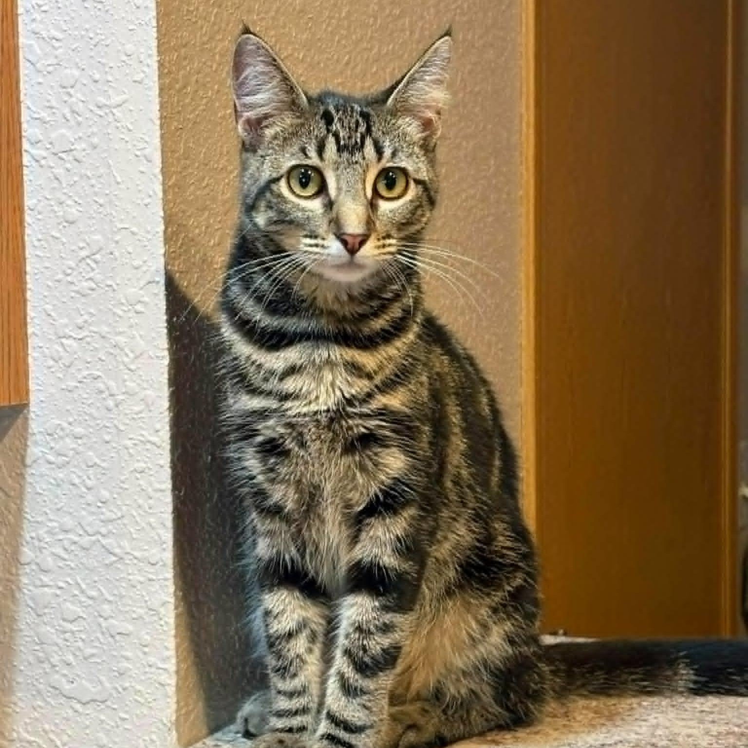 Cocoa, ADOPTABLE, Young Female Domestic Short Hair.