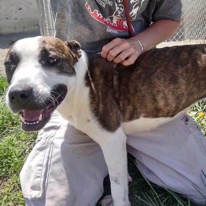 MONTANA- Needs a foster/forever home! photo 2