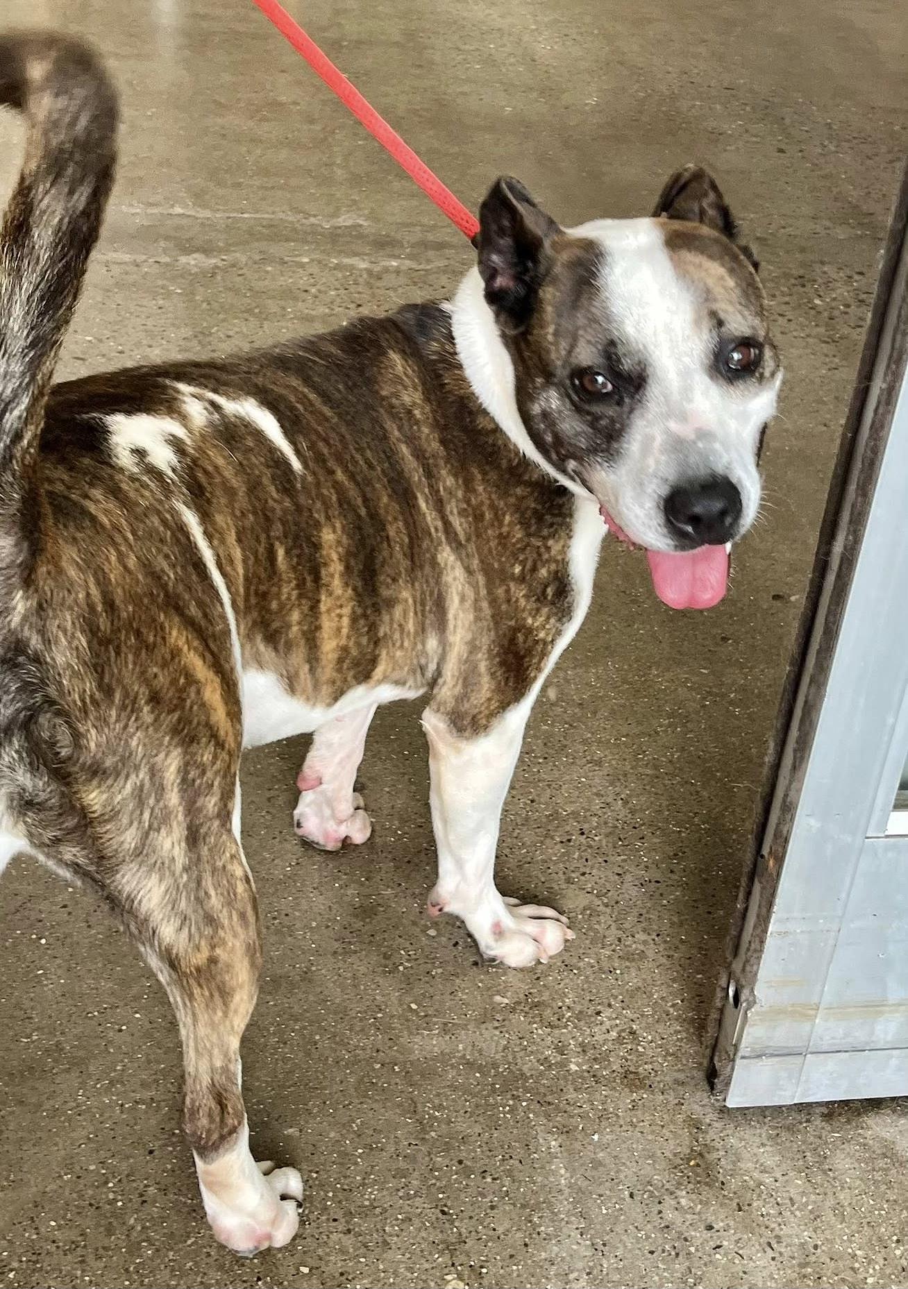 MONTANA- Needs a foster/forever home!, a Adoptable mixed breed in Birmingham, MI image 2/4