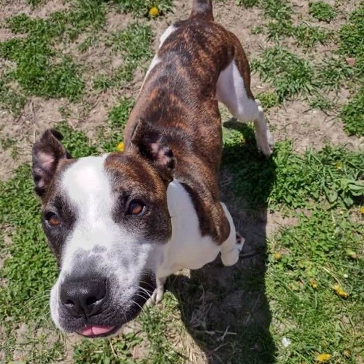 MONTANA- Needs a foster/forever home! photo 4