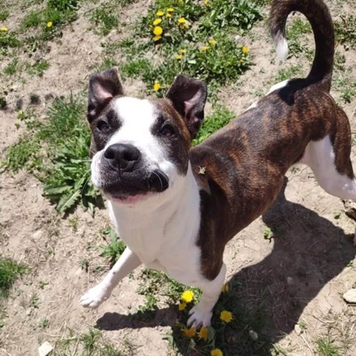 MONTANA- Needs a foster/forever home! photo 3