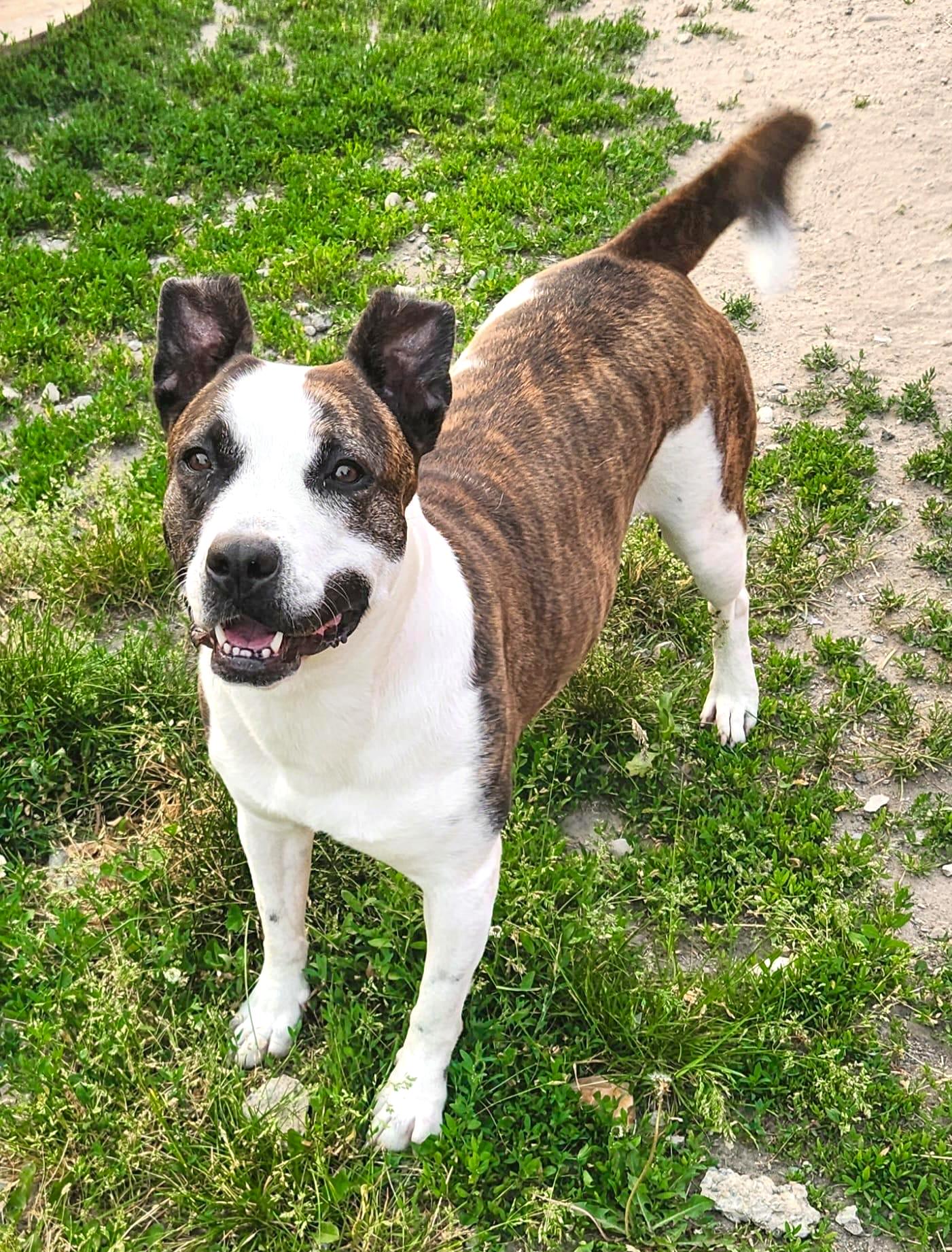 MONTANA- Needs a foster/forever home!, Adoptable, Adult Female Boxer.