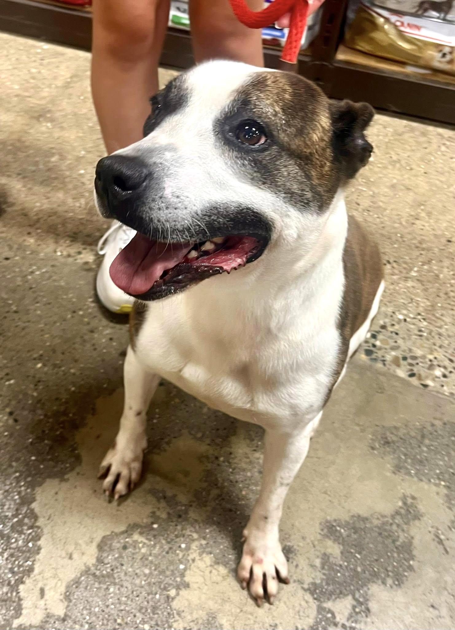 MONTANA- Needs a foster/forever home!, a Adoptable mixed breed in Birmingham, MI image 4/4