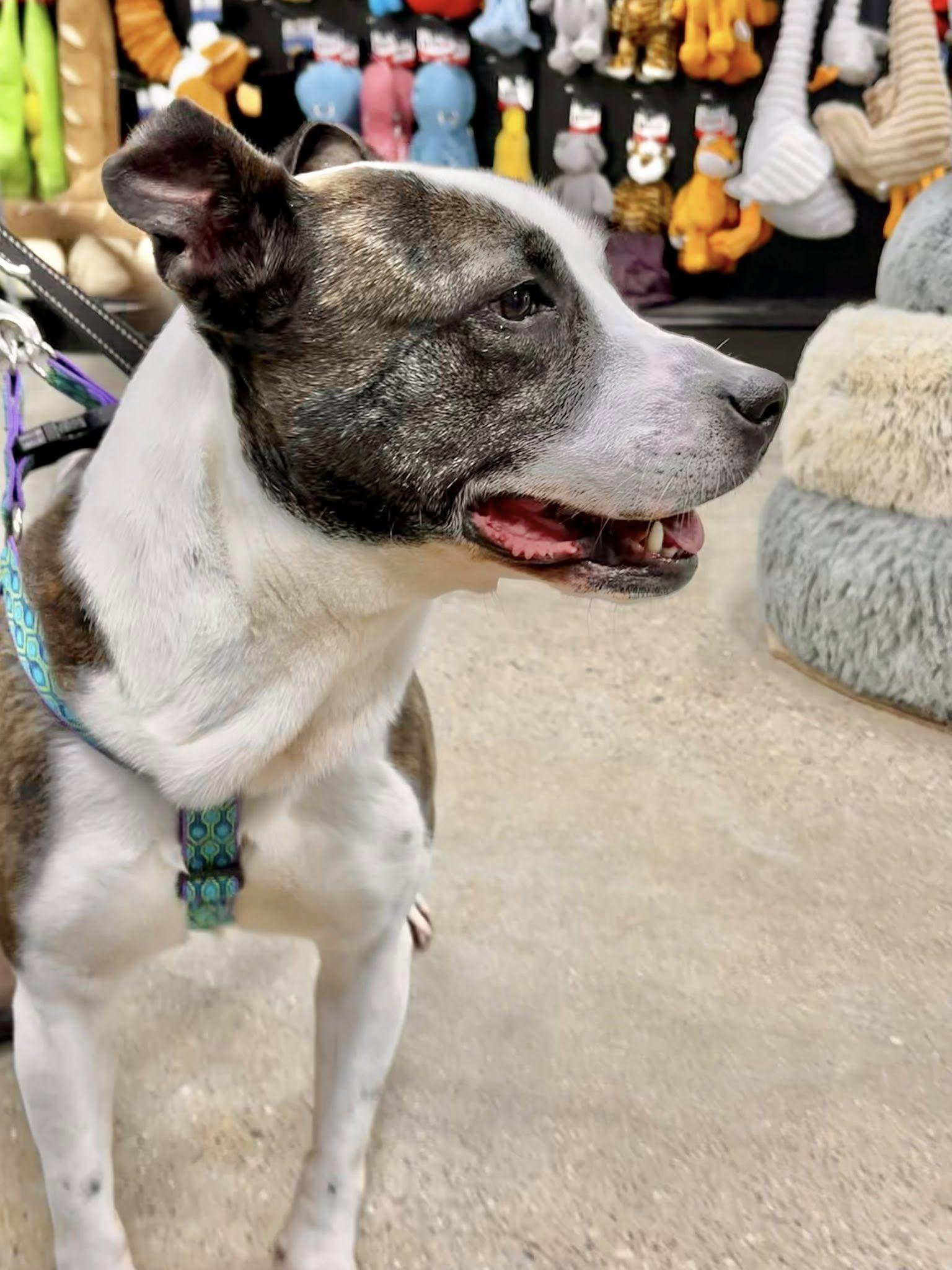 Enlarge MONTANA- Needs a foster/forever home!, a Adoptable mixed breed in Birmingham, MI image 6/6