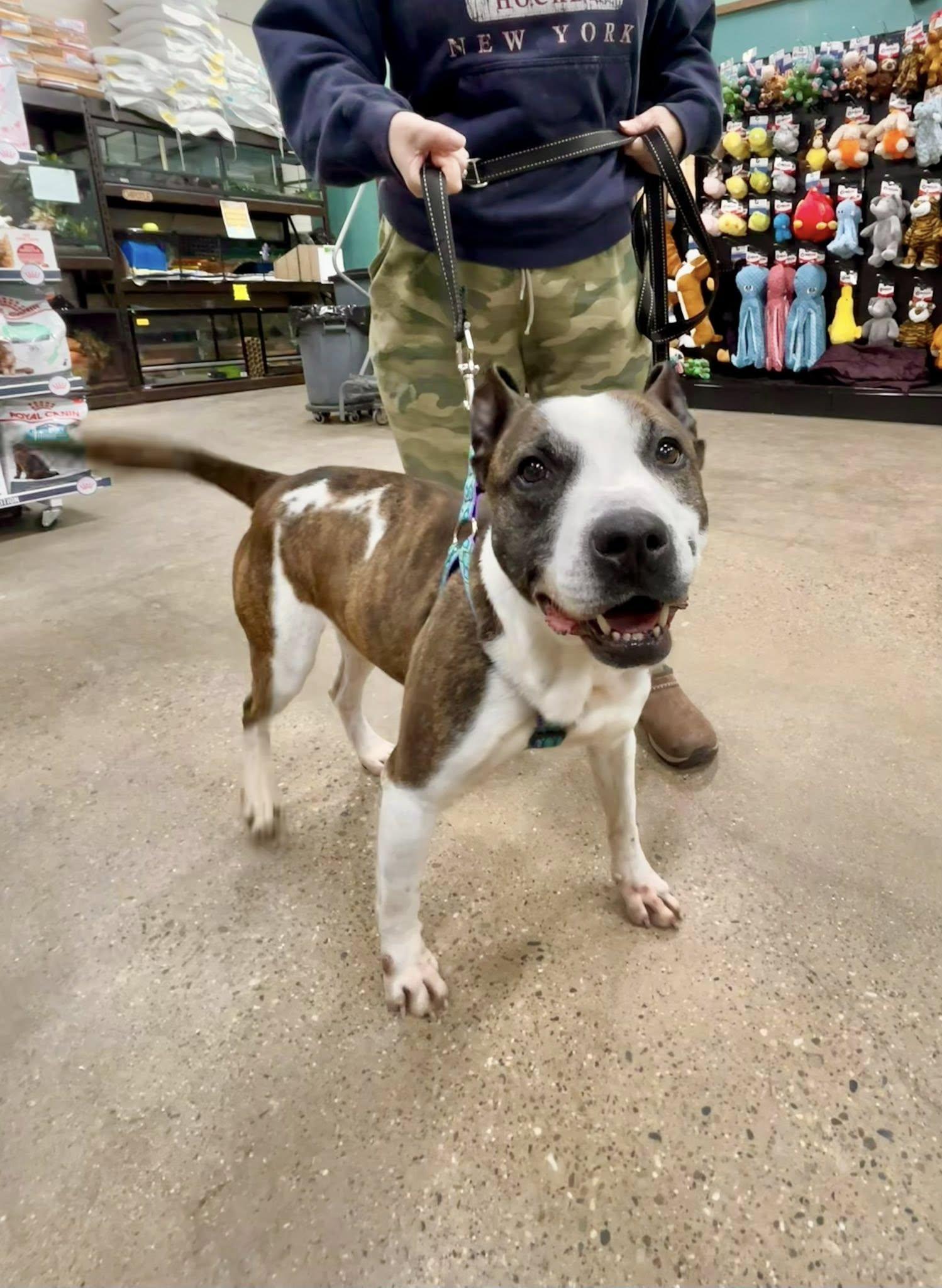 Enlarge MONTANA- Needs a foster/forever home!, a Adoptable mixed breed in Birmingham, MI image 5/6