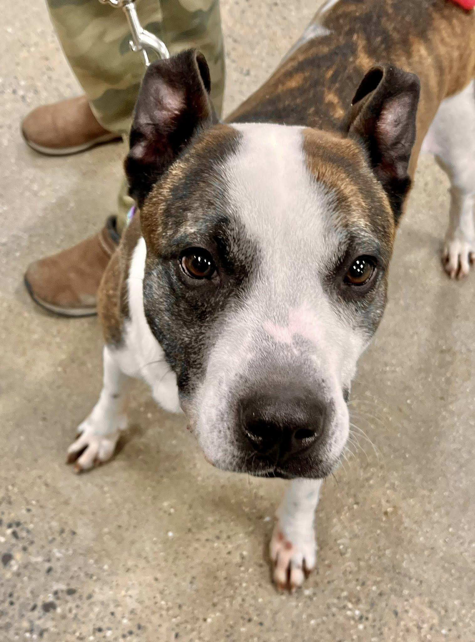 MONTANA- Needs a foster/forever home!, Adoptable, Adult Female Boxer.